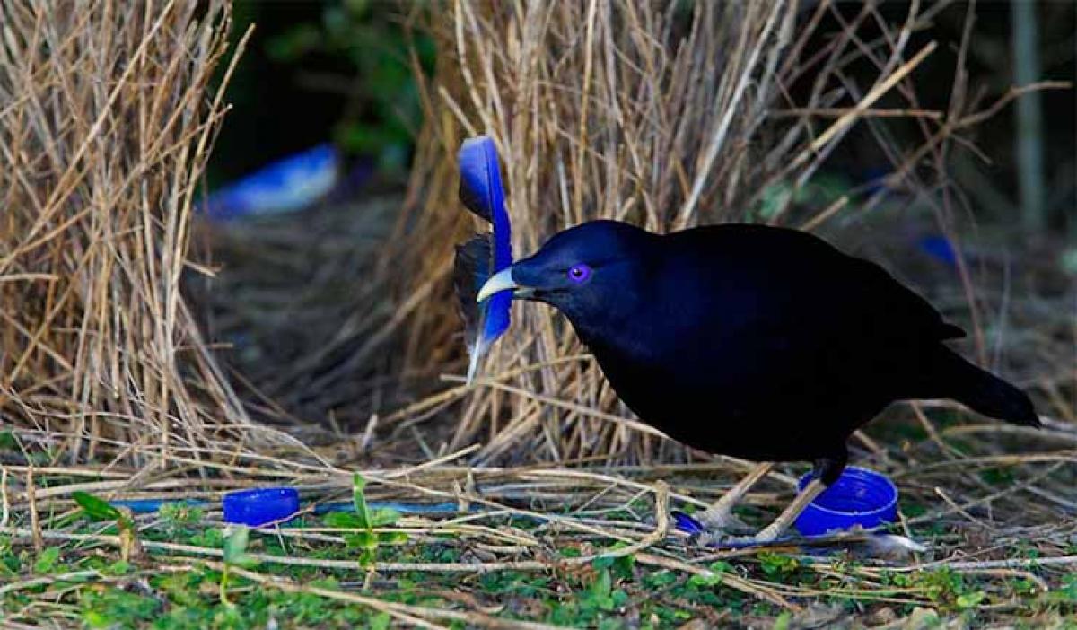 Corporate leaders with bowerbird syndrome